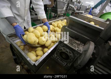 (190206) -- GAZA, 6. Februar 2019 -- Eine Palästinenserin arbeitet am 30. Januar 2019 in der Fabrik Rosetta in der Stadt Beit Hanoun im nördlichen Gazastreifen. Die erste Pommes-Frites-Fabrik im Gazastreifen, die auf Initiative der Agrogenossenschaft (ACS) gegründet wurde, bot Frauen, insbesondere jungen Absolventen, seltene Beschäftigungsmöglichkeiten und half den Landwirten mit dem Überschuss an Kartoffelernte. Stringer) MIDEAST-GAZA-FRENCH-FRITTEN-FACTORY ZhaoxYue PUBLICATIONxNOTxINxCHN Stockfoto