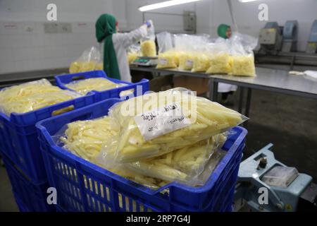 (190206) -- GAZA, 6. Februar 2019 -- Eine Palästinenserin arbeitet am 30. Januar 2019 in der Fabrik Rosetta in der Stadt Beit Hanoun im nördlichen Gazastreifen. Die erste Pommes-Frites-Fabrik im Gazastreifen, die auf Initiative der Agrogenossenschaft (ACS) gegründet wurde, bot Frauen, insbesondere jungen Absolventen, seltene Beschäftigungsmöglichkeiten und half den Landwirten mit dem Überschuss an Kartoffelernte. Stringer) MIDEAST-GAZA-FRENCH-FRITTEN-FACTORY ZhaoxYue PUBLICATIONxNOTxINxCHN Stockfoto