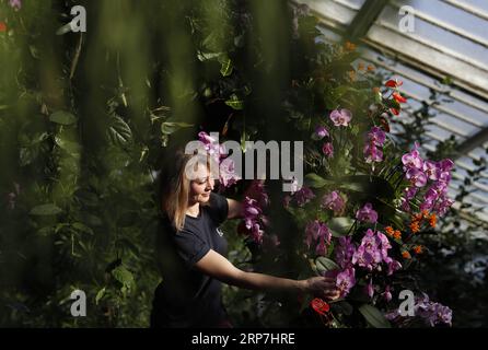 (190207) -- LONDON, 7. Februar 2019 (Xinhua) -- der Kew-Gartenbauexperte Hannah Button bringt den letzten Schliff in die Gartenschau des Kew Orchid Festival 2019, das am 7. Februar 2019 in den Kew Gardens in London, der britischen Hauptstadt, stattfindet. Das vom 9. Februar bis 10. März stattfindende Festival ist zum ersten Mal auf Kolumbien ausgerichtet und zeigt über 6.200 bunte Orchideen und Hunderte anderer tropischer Pflanzen. (Xinhua/Han Yan) UK-LONDON-KEW ORCHID FESTIVAL-PRESS PREVIEW PUBLICATIONxNOTxINxCHN Stockfoto