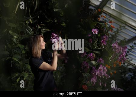 (190207) -- LONDON, 7. Februar 2019 (Xinhua) -- der Kew-Gartenbauexperte Hannah Button bringt den letzten Schliff in die Gartenschau des Kew Orchid Festival 2019, das am 7. Februar 2019 in den Kew Gardens in London, der britischen Hauptstadt, stattfindet. Das vom 9. Februar bis 10. März stattfindende Festival ist zum ersten Mal auf Kolumbien ausgerichtet und zeigt über 6.200 bunte Orchideen und Hunderte anderer tropischer Pflanzen. (Xinhua/Han Yan) UK-LONDON-KEW ORCHID FESTIVAL-PRESS PREVIEW PUBLICATIONxNOTxINxCHN Stockfoto