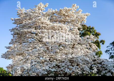 Wundervolle Blumen eines weißen ipe-Baumes, Tabebuia roseo-alba (Ridley) Sandwith. Bekannt als: „Ipê-branco“, „Ipê-branco-do-cerrado“, „Ipê-rosa“ Stockfoto