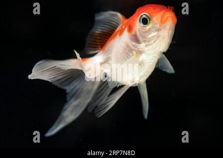 Vorne (Betta splendens) sehen Sie stolze Dumbo-Kampffische Stockfoto