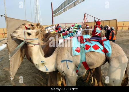 (190210) -- Al AHMADI GOVERNORATE, 10. Februar 2019 -- Rennkamele warten auf die Teilnahme am 19. Kamelrennen Kuwaits am 9. Februar 2019 im Kuwait Camel Racing Club in Al-Ahmadi Governorate, Kuwait. ) (SP)KUWAIT-AL AHMADI GOUVERNEMENT-KAMEL-RASSE JOSEPHXSHAGRA PUBLICATIONXNOTXINXCHN Stockfoto