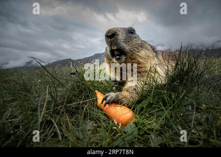 Wilde Murmeltiere im Bereich der HOHEN TAUERN, Salzburg Stockfoto