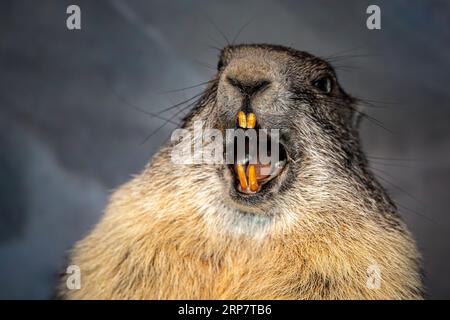 Wilde Murmeltiere im Bereich der HOHEN TAUERN, Salzburg Stockfoto