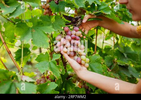 Traubenernte auf dem Herbstbetrieb. Frau schneidet pinke Livia-Tafeltrauben mit einem Schere. Nahaufnahme eines Haufens Obst. Gartenbau, Landwirtschaftskonzept Stockfoto