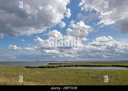 Reed, Naturschutzgebiet, Küste bei Maasholm, Schleswig-Holstein, Deutschland Stockfoto