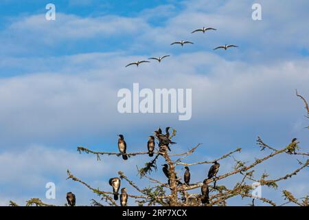 Kormorankolonie, Baum, Fliegender eurasischer Löffel (Platalea leucorodia), Geltinger Birk, Schleswig-Holstein, Deutschland Stockfoto