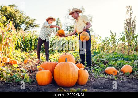 Die Bäuerin gibt Kürzen an den Mann weiter. Ein Familienpaar älterer Gärtner pflücken bei Sonnenuntergang im Herbstfeld Kürbisse. Arbeiter ernten frisches Bio-Gemüse Stockfoto