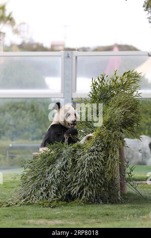 (190214) -- WAKAYAMA, 14. Februar 2019 (Xinhua) -- Riesenpanda Eimei isst Bambus in der Abenteuerwelt in Shirahama, Wakayama, Japan, 14. Februar 2019. Eimei, 26 Jahre alt, erhielt ein Kissen aus frischem Bambus und einem Hasenbeutel mit den japanischen Wörtern We Love Eimei und herzförmigem Eis als Valentinstag-Geschenke. (Xinhua/du Xiaoyi) JAPAN-WAKAYAMA-PANDA-VALENTINE S DAY PUBLICATIONxNOTxINxCHN Stockfoto