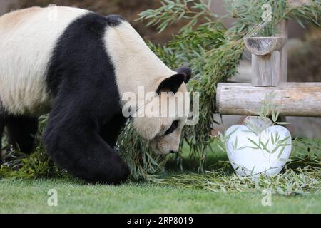 (190214) -- WAKAYAMA, 14. Februar 2019 (Xinhua) -- Giant Panda Eimei blickt auf das herzförmige Eis der Adventure World in Shirahama, Wakayama, Japan, 14. Februar 2019. Eimei, 26 Jahre alt, erhielt ein Kissen aus frischem Bambus und einem Hasenbeutel mit den japanischen Wörtern We Love Eimei und herzförmigem Eis als Valentinstag-Geschenke. (Xinhua/du Xiaoyi) JAPAN-WAKAYAMA-PANDA-VALENTINE S DAY PUBLICATIONxNOTxINxCHN Stockfoto