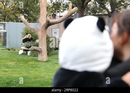 (190214) -- WAKAYAMA, 14. Februar 2019 (Xinhua) -- Ein Kind mit Panda-Kleid beobachtet den riesigen Panda Eimei beim Bambusessen in der Abenteuerwelt in Shirahama, Wakayama, Japan, 14. Februar 2019. Eimei, 26 Jahre alt, erhielt ein Kissen aus frischem Bambus und einem Hasenbeutel mit den japanischen Wörtern We Love Eimei und herzförmigem Eis als Valentinstag-Geschenke. (Xinhua/du Xiaoyi) JAPAN-WAKAYAMA-PANDA-VALENTINE S DAY PUBLICATIONxNOTxINxCHN Stockfoto