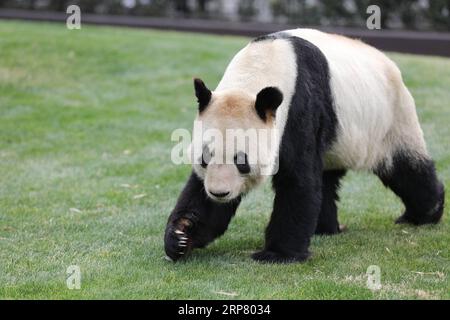 (190214) -- WAKAYAMA, 14. Februar 2019 (Xinhua) -- Riesenpanda Eimei wandert in der Abenteuerwelt in Shirahama, Wakayama, Japan, 14. Februar 2019. Eimei, 26 Jahre alt, erhielt ein Kissen aus frischem Bambus und einem Hasenbeutel mit den japanischen Wörtern We Love Eimei und herzförmigem Eis als Valentinstag-Geschenke. (Xinhua/du Xiaoyi) JAPAN-WAKAYAMA-PANDA-VALENTINE S DAY PUBLICATIONxNOTxINxCHN Stockfoto
