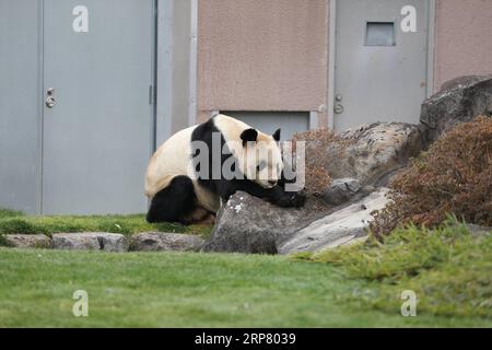 (190214) -- WAKAYAMA, 14. Februar 2019 (Xinhua) -- Giant Panda Eimei ruht in der Abenteuerwelt in Shirahama, Wakayama, Japan, 14. Februar 2019. Eimei, 26 Jahre alt, erhielt ein Kissen aus frischem Bambus und einem Hasenbeutel mit den japanischen Wörtern We Love Eimei und herzförmigem Eis als Valentinstag-Geschenke. (Xinhua/du Xiaoyi) JAPAN-WAKAYAMA-PANDA-VALENTINE S DAY PUBLICATIONxNOTxINxCHN Stockfoto