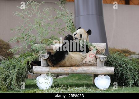 (190214) -- WAKAYAMA, 14. Februar 2019 (Xinhua) -- Riesenpanda Eimei isst Bambus in der Abenteuerwelt in Shirahama, Wakayama, Japan, 14. Februar 2019. Eimei, 26 Jahre alt, erhielt ein Kissen aus frischem Bambus und einem Hasenbeutel mit den japanischen Wörtern We Love Eimei und herzförmigem Eis als Valentinstag-Geschenke. (Xinhua/du Xiaoyi) JAPAN-WAKAYAMA-PANDA-VALENTINE S DAY PUBLICATIONxNOTxINxCHN Stockfoto