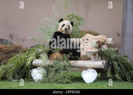 (190214) -- WAKAYAMA, 14. Februar 2019 (Xinhua) -- Giant Panda Eimei isst Bambus neben seinem Geschenkkissen in der Adventure World in Shirahama, Wakayama, Japan, 14. Februar 2019. Eimei, 26 Jahre alt, erhielt ein Kissen aus frischem Bambus und einem Hasenbeutel mit den japanischen Wörtern We Love Eimei und herzförmigem Eis als Valentinstag-Geschenke. (Xinhua/du Xiaoyi) JAPAN-WAKAYAMA-PANDA-VALENTINE S DAY PUBLICATIONxNOTxINxCHN Stockfoto