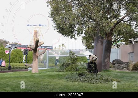 (190214) -- WAKAYAMA, 14. Februar 2019 (Xinhua) -- Riesenpanda Eimei isst Bambus in der Abenteuerwelt in Shirahama, Wakayama, Japan, 14. Februar 2019. Eimei, 26 Jahre alt, erhielt ein Kissen aus frischem Bambus und einem Hasenbeutel mit den japanischen Wörtern We Love Eimei und herzförmigem Eis als Valentinstag-Geschenke. (Xinhua/du Xiaoyi) JAPAN-WAKAYAMA-PANDA-VALENTINE S DAY PUBLICATIONxNOTxINxCHN Stockfoto