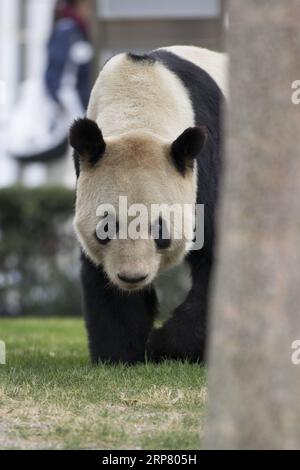 (190214) -- WAKAYAMA, 14. Februar 2019 (Xinhua) -- Riesenpanda Eimei wandert in der Abenteuerwelt in Shirahama, Wakayama, Japan, 14. Februar 2019. Eimei, 26 Jahre alt, erhielt ein Kissen aus frischem Bambus und einem Hasenbeutel mit den japanischen Wörtern We Love Eimei und herzförmigem Eis als Valentinstag-Geschenke. (Xinhua/du Xiaoyi) JAPAN-WAKAYAMA-PANDA-VALENTINE S DAY PUBLICATIONxNOTxINxCHN Stockfoto