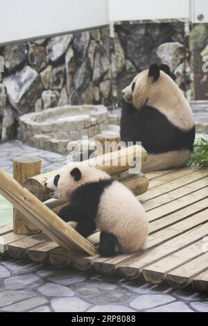 (190214) -- WAKAYAMA, 14. Februar 2019 (Xinhua) -- Giant Panda Saihin begrüßt das Publikum mit ihrer Mutter in der Adventure World in Shirahama, Wakayama, Japan, 14. Februar 2019. Saihin wurde am 14. August 2018 geboren und ist 90 Zentimeter lang und wiegt jetzt 9,86 Kilogramm. (Xinhua/du Xiaoyi) JAPAN-WAKAYAMA-PANDA-ZUM HALBEN GEBURTSTAG PUBLICATIONxNOTxINxCHN Stockfoto
