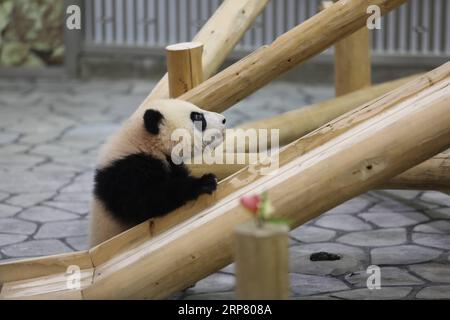 (190214) -- WAKAYAMA, 14. Februar 2019 (Xinhua) -- Giant Panda Saihin schaut auf die Rutsche, ihr halbjähriges Geschenk bei der Adventure World in Shirahama, Wakayama, Japan, 14. Februar 2019. Saihin wurde am 14. August 2018 geboren und ist 90 Zentimeter lang und wiegt jetzt 9,86 Kilogramm. (Xinhua/du Xiaoyi) JAPAN-WAKAYAMA-PANDA-ZUM HALBEN GEBURTSTAG PUBLICATIONxNOTxINxCHN Stockfoto