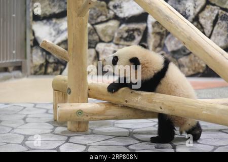 (190214) -- WAKAYAMA, 14. Februar 2019 (Xinhua) -- Giant Panda Saihin spielt auf der Rutsche, ihr halbjähriges Geschenk bei der Adventure World in Shirahama, Wakayama, Japan, 14. Februar 2019. Saihin wurde am 14. August 2018 geboren und ist 90 Zentimeter lang und wiegt jetzt 9,86 Kilogramm. (Xinhua/du Xiaoyi) JAPAN-WAKAYAMA-PANDA-ZUM HALBEN GEBURTSTAG PUBLICATIONxNOTxINxCHN Stockfoto