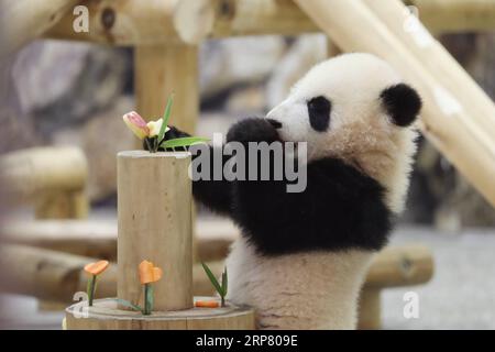 (190214) -- WAKAYAMA, 14. Februar 2019 (Xinhua) -- Riesen-Panda Saihin isst den in Scheiben geschnittenen Apfel und die Karotte auf ihrem Kuchen in der Adventure World in Shirahama, Wakayama, Japan, 14. Februar 2019. Saihin wurde am 14. August 2018 geboren und ist 90 Zentimeter lang und wiegt jetzt 9,86 Kilogramm. (Xinhua/du Xiaoyi) JAPAN-WAKAYAMA-PANDA-ZUM HALBEN GEBURTSTAG PUBLICATIONxNOTxINxCHN Stockfoto