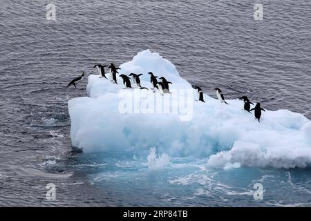 (190218) -- PEKING, 18. Februar 2019 (Xinhua) -- Foto vom 15. Februar 2019 zeigt Pinguine auf einem Eisberg in der Antarktis. Chinas Forschungseisbrecher Xuelong, mit 126 Besatzungsmitgliedern an Bord der 35. Antarktis-Forschungsmission, verließ am Donnerstag Ortszeit die Zhongshan-Station auf dem Weg zurück nach China. Es wird voraussichtlich Mitte März in Shanghai ankommen. (Xinhua/Liu Shiping) XINHUA FOTOS DES TAGES PUBLICATIONxNOTxINxCHN Stockfoto