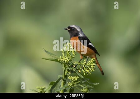 (190220) -- FUZHOU, 20. Februar 2019 -- Ein Daurian Redstart ruht auf einer cole-Blume in der Stadt Shangjie im Kreis Minhou in Fuzhou, der Hauptstadt der südöstlichen chinesischen Provinz Fujian, 19. Februar 2019. ) CHINA-FUJIAN-BIRDS (CN) MeixYongcun PUBLICATIONxNOTxINxCHN Stockfoto