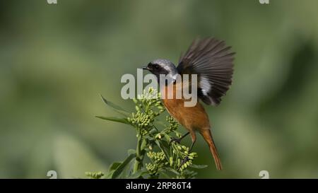 (190220) -- FUZHOU, 20. Februar 2019 -- Ein Daurian Redstart ruht auf einer cole-Blume in der Stadt Shangjie im Kreis Minhou in Fuzhou, der Hauptstadt der südöstlichen chinesischen Provinz Fujian, 19. Februar 2019. ) CHINA-FUJIAN-BIRDS (CN) MeixYongcun PUBLICATIONxNOTxINxCHN Stockfoto