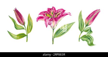 Set mit Aquarelllilien. Von Hand gezeichnete Lilienblüten. Lilien isoliert auf weiß für Urlaubs- und Festivalartikel. Lilien für Postkarten, Stoffe, Einladungen Stockfoto