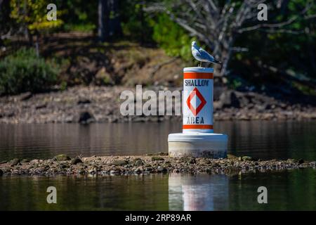 Ringkugel (Larus delawarensis) steht auf einer flachen, horizontalen Navigationsboje Stockfoto