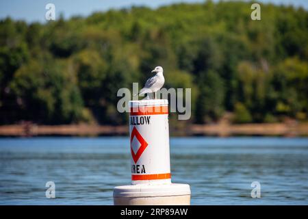 Ringkugel (Larus delawarensis) steht auf einer flachen, horizontalen Navigationsboje Stockfoto