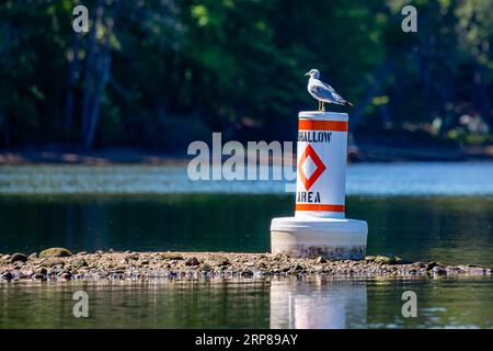 Ringkugel (Larus delawarensis) steht auf einer flachen, horizontalen Navigationsboje Stockfoto