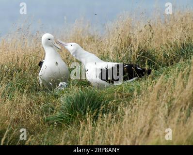 (190225) -- DUNEDIN, 25. Februar 2019 (Xinhua) -- Königliche Albatrosse werden am 24. Februar 2019 im Royal Albatross Centre in Taiaroa Head, Dunedin, Neuseeland, gesehen. Jedes Jahr brüten und brüten mehr als 40 Paare von Northern Royal Albatrosses auf der weltweit einzigen Brutkolonie auf dem Festland in Taiaroa Head. Bis Januar dieses Jahres sind in der letzten Brutsaison, die im September letzten Jahres beginnt, insgesamt 29 Albatrossküken geschlüpft. (Xinhua/Guo Lei) NEUSEELAND-DUNEDIN-NORTHERN ROYAL ALBATROSS PUBLICATIONxNOTxINxCHN Stockfoto