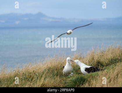 (190225) -- DUNEDIN, 25. Februar 2019 (Xinhua) -- Königliche Albatrosse werden am 24. Februar 2019 im Royal Albatross Centre in Taiaroa Head, Dunedin, Neuseeland, gesehen. Jedes Jahr brüten und brüten mehr als 40 Paare von Northern Royal Albatrosses auf der weltweit einzigen Brutkolonie auf dem Festland in Taiaroa Head. Bis Januar dieses Jahres sind in der letzten Brutsaison, die im September letzten Jahres beginnt, insgesamt 29 Albatrossküken geschlüpft. (Xinhua/Guo Lei) NEUSEELAND-DUNEDIN-NORTHERN ROYAL ALBATROSS PUBLICATIONxNOTxINxCHN Stockfoto