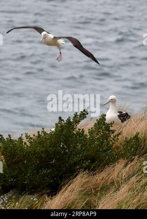 (190225) -- DUNEDIN, 25. Februar 2019 (Xinhua) -- Königliche Albatrosse werden am 24. Februar 2019 im Royal Albatross Centre in Taiaroa Head, Dunedin, Neuseeland, gesehen. Jedes Jahr brüten und brüten mehr als 40 Paare von Northern Royal Albatrosses auf der weltweit einzigen Brutkolonie auf dem Festland in Taiaroa Head. Bis Januar dieses Jahres sind in der letzten Brutsaison, die im September letzten Jahres beginnt, insgesamt 29 Albatrossküken geschlüpft. (Xinhua/Guo Lei) NEUSEELAND-DUNEDIN-NORTHERN ROYAL ALBATROSS PUBLICATIONxNOTxINxCHN Stockfoto