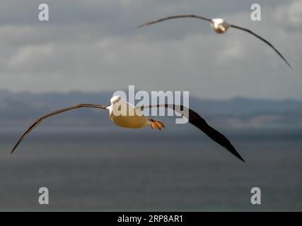 (190225) -- DUNEDIN, 25. Februar 2019 (Xinhua) -- Königliche Albatrosse fliegen am 24. Februar 2019 im Royal Albatross Centre in Taiaroa Head, Dunedin, Neuseeland. Jedes Jahr brüten und brüten mehr als 40 Paare von Northern Royal Albatrosses auf der weltweit einzigen Brutkolonie auf dem Festland in Taiaroa Head. Bis Januar dieses Jahres sind in der letzten Brutsaison, die im September letzten Jahres beginnt, insgesamt 29 Albatrossküken geschlüpft. (Xinhua/Guo Lei) NEUSEELAND-DUNEDIN-NORTHERN ROYAL ALBATROSS PUBLICATIONxNOTxINxCHN Stockfoto