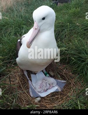 (190225) -- DUNEDIN, 25. Februar 2019 (Xinhua) -- das vom Royal Albatross Centre neu aufgelegte Foto zeigt das erste Albatross-Küken für 2019 Schlupfe in Taiaroa Head, Dunedin, Neuseeland. Jedes Jahr brüten und brüten mehr als 40 Paare von Northern Royal Albatrosses auf der weltweit einzigen Brutkolonie auf dem Festland in Taiaroa Head. Bis Januar dieses Jahres sind in der letzten Brutsaison, die im September letzten Jahres beginnt, insgesamt 29 Albatrossküken geschlüpft. (XINHUA) NEW ZEALAND-DUNEDIN-NORTHERN ROYAL ALBATROSS PUBLICATIONXNOTXINXCHN Stockfoto