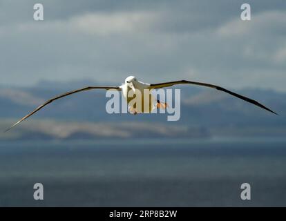 (190225) -- DUNEDIN, 25. Februar 2019 (Xinhua) -- am 24. Februar 2019 fliegt Ein nördlicher königlicher Albatros im Royal Albatross Centre in Taiaroa Head, Dunedin, Neuseeland. Jedes Jahr brüten und brüten mehr als 40 Paare von Northern Royal Albatrosses auf der weltweit einzigen Brutkolonie auf dem Festland in Taiaroa Head. Bis Januar dieses Jahres sind in der letzten Brutsaison, die im September letzten Jahres beginnt, insgesamt 29 Albatrossküken geschlüpft. (Xinhua/Guo Lei) NEUSEELAND-DUNEDIN-NORTHERN ROYAL ALBATROSS PUBLICATIONxNOTxINxCHN Stockfoto