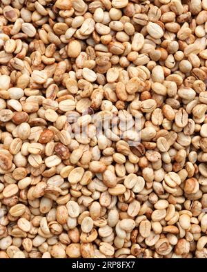 Im ländlichen Süden Laos trocknet ein unabhängiger Kaffeebauern seine Bohnen in der Sonne, in seinem Land in der relativen Kühle der unteren Berge. Stockfoto