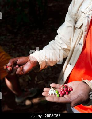 In den Hügeln von Süd-Laos sammelt und hält ein Bauer rote, beerenähnliche Kaffeebohnen, um den Entwicklungsstand in seinem Land in der relativen Kühle o zu zeigen Stockfoto