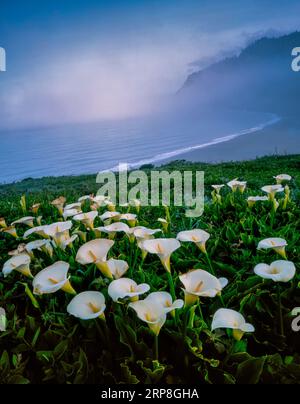 Cala Lilies, Zantedeschia albomaculata, Usal Beach, Sinkyone Wilderness State Park, Lost Coast, Mendocino County, Kalifornien Stockfoto