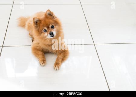 Ein pommerscher Hund legt sich hin und schaut auf den Besitzer im Haus, weißer Hintergrund Stockfoto