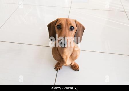 Dackel-Miniatur-Doxie-Wiener-Hund, der den Besitzer in seinem Haus anschaut Stockfoto