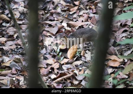 (190311) -- SINGAPUR, 11. März 2019 -- Ein seltenes Mäusehirsch (tragulus kanchil) wird auf der Nahrungssuche im Wald im zentralen Einzugsgebiet von Singapur, 11. März 2019, gesichtet. ) SINGAPUR-SELTENES MÄUSEHIRSCH ThenxChihxWey PUBLICATIONxNOTxINxCHN Stockfoto
