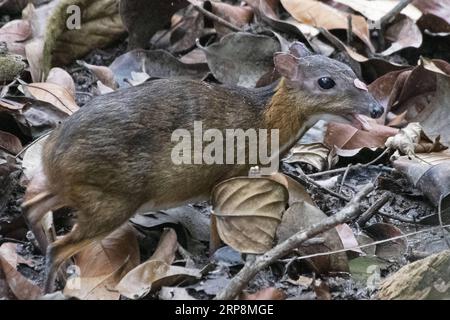 Entertainment Bilder des Tages 190311 -- SINGAPUR, 11. März 2019 -- Ein seltenes Mäusehirsch tragulus kanchil wird auf Nahrungssuche im Wald im zentralen Einzugsgebiet von Singapur, 11. März 2019, gesichtet. SINGAPUR-SELTENES MÄUSEHIRSCH ThenxChihxWey PUBLICATIONxNOTxINxCHN Stockfoto