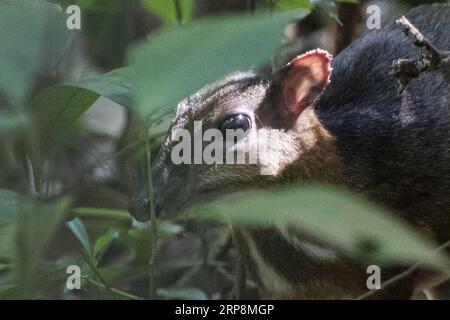 (190311) -- SINGAPUR, 11. März 2019 -- Ein seltenes Mäusehirsch (tragulus kanchil) wird auf der Nahrungssuche im Wald im zentralen Einzugsgebiet von Singapur, 11. März 2019, gesichtet. ) SINGAPUR-SELTENES MÄUSEHIRSCH ThenxChihxWey PUBLICATIONxNOTxINxCHN Stockfoto