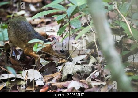 (190311) -- SINGAPUR, 11. März 2019 -- Ein seltenes Mäusehirsch (tragulus kanchil) wird auf der Nahrungssuche im Wald im zentralen Einzugsgebiet von Singapur, 11. März 2019, gesichtet. ) SINGAPUR-SELTENES MÄUSEHIRSCH ThenxChihxWey PUBLICATIONxNOTxINxCHN Stockfoto
