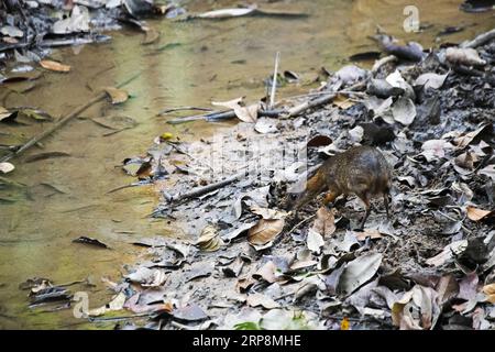 (190311) -- SINGAPUR, 11. März 2019 -- Ein seltenes Mäusehirsch (tragulus kanchil) wird auf der Nahrungssuche im Wald im zentralen Einzugsgebiet von Singapur, 11. März 2019, gesichtet. ) SINGAPUR-SELTENES MÄUSEHIRSCH ThenxChihxWey PUBLICATIONxNOTxINxCHN Stockfoto