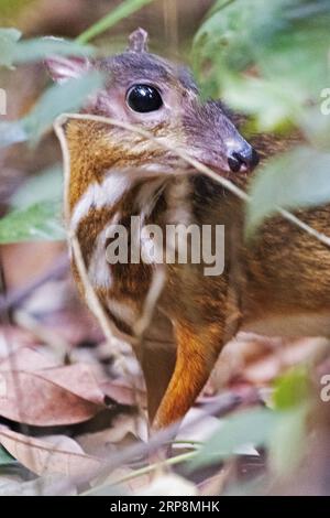 190311 -- SINGAPUR, 11. März 2019 -- Ein seltenes Mäusehirsch tragulus kanchil wird auf der Suche nach Nahrungsmitteln im Wald im zentralen Einzugsgebiet von Singapur, 11. März 2019, gesichtet. SINGAPUR-SELTENES MÄUSEHIRSCH ThenxChihxWey PUBLICATIONxNOTxINxCHN Stockfoto